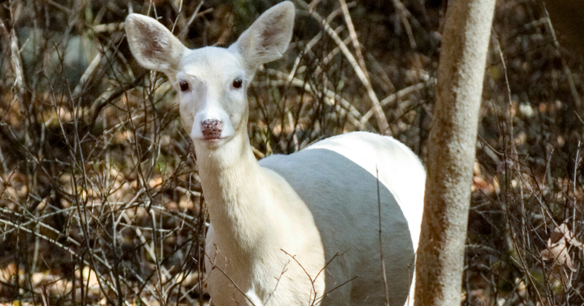 A Deer of a Different Color | Virginia DWR