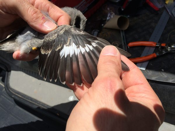 An image of a banded loggerhead shrike having it's wing held out to determine gender