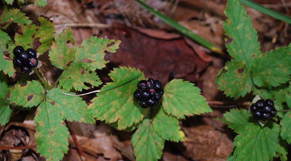 An image of dewberries which are small black and shiny alongside their notable ridged leaves.