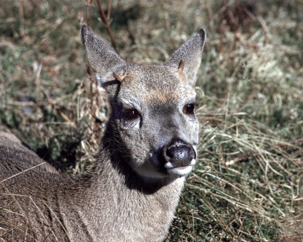 An image of a young white tailed deer with antler numbs; this occurs when they are eight months old
