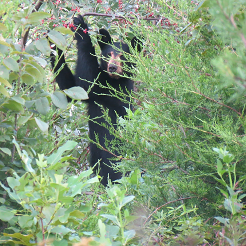 An image of a black bear standing on its hind legs to reach autumn olive berries and looking towards the photographer.