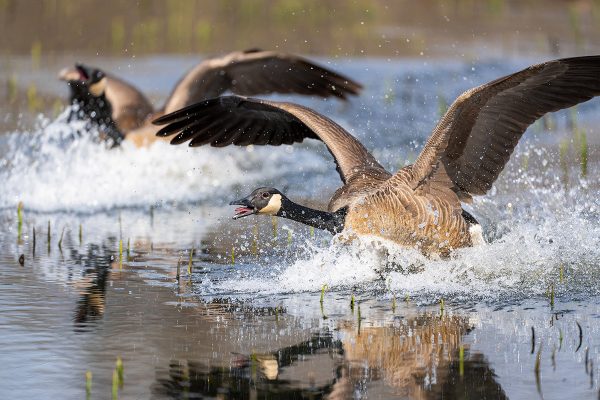 An image of a pair of Canada geese taking flight from a pond