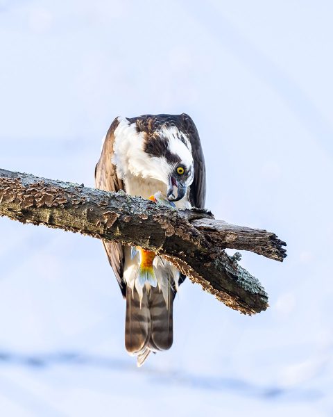 An image of an osprey eating a fish