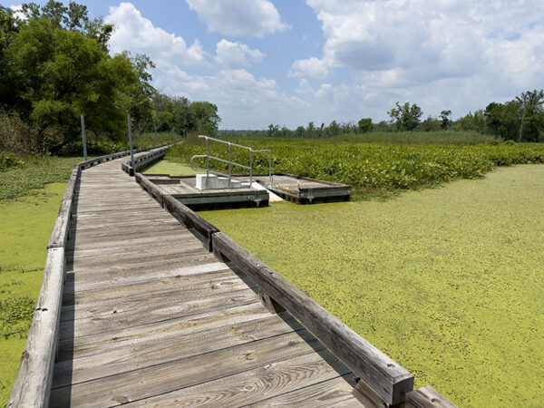 Use the accessible canoe/kayak launch to explore Aikens Swamp and look for long-legged waders, waterfowl, turtles, and amphibians. Photo Credit: Lisa Mease