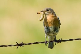 An image of an eastern bluebird perched on barbed wire with a mealworm