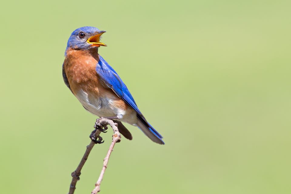 An image of an eastern bluebird perched on a branch