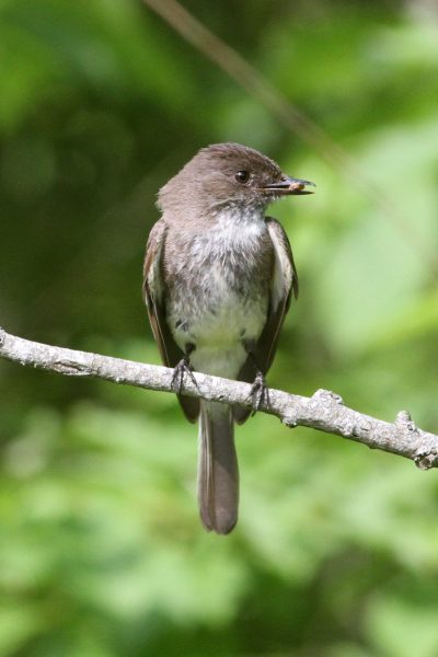 An image of an eastern phoebe sitting on a branch