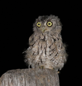 A recently fledges eastern screech owl; with lighter juvenile plumage