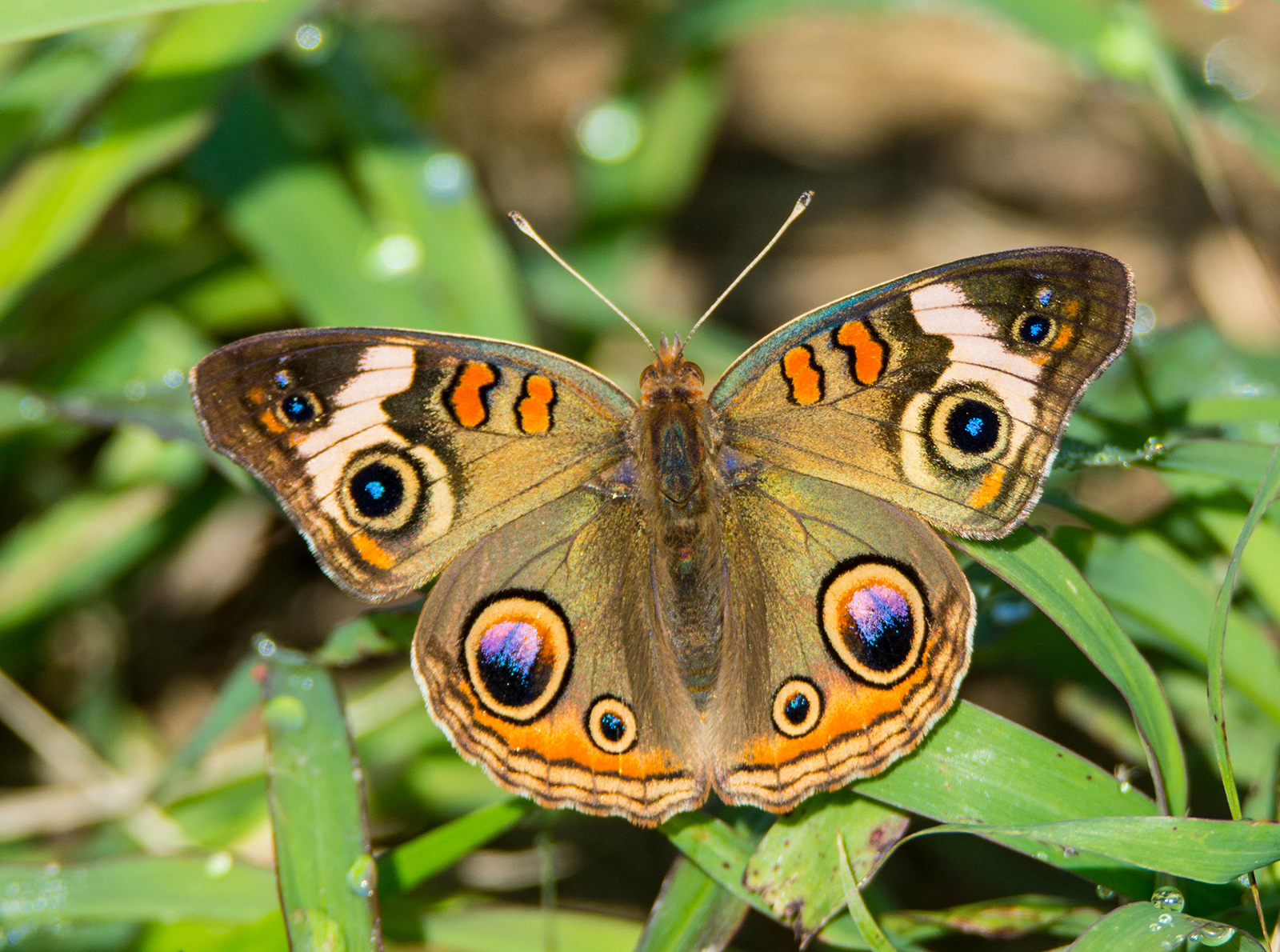 A close-up photo of a butterfly with orange, purple, and black spots on brown wings.