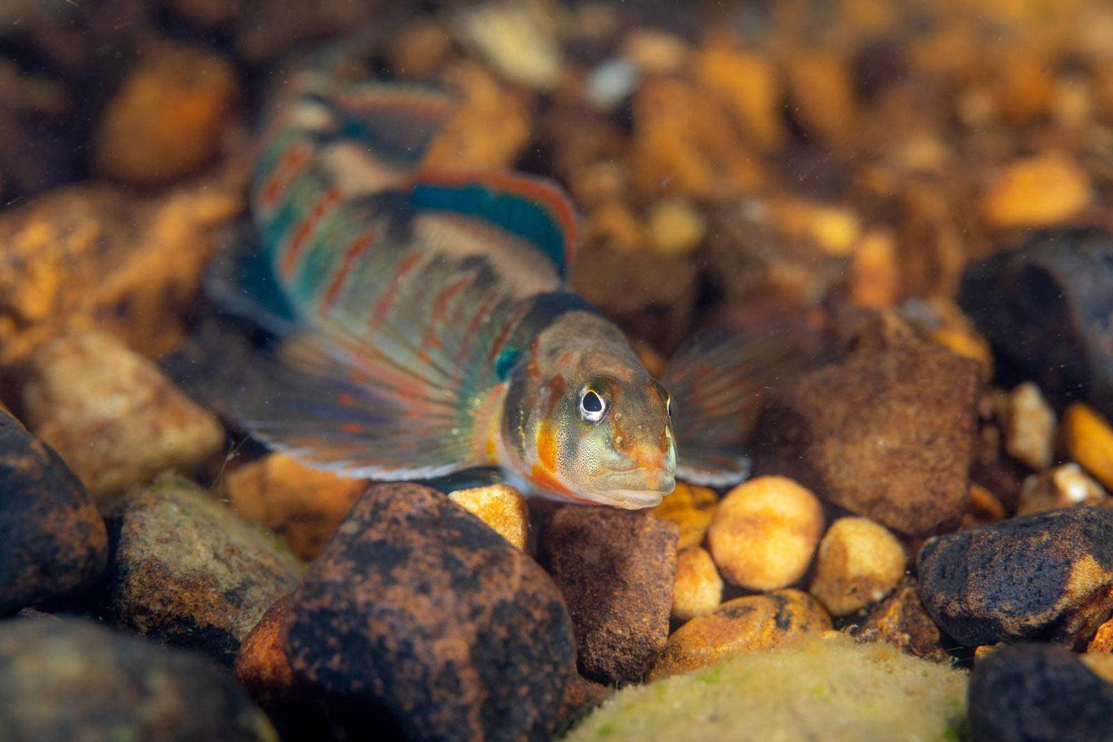 An image of a small red and blue striped nearly iridescent fish sitting on a red riverbed 