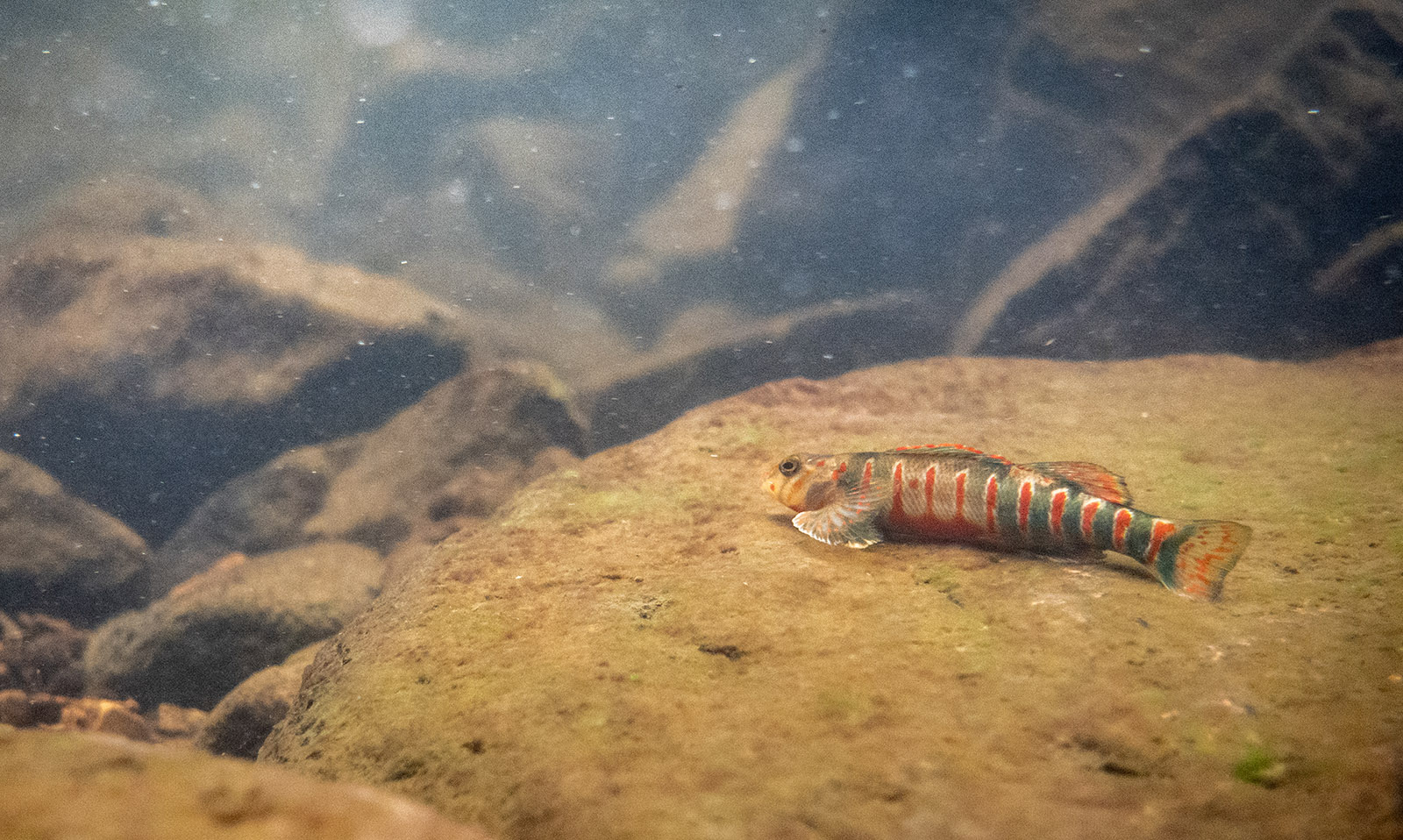 An image of a vibrant male candy darter resting on a rock using it's fins to hold itself still in the current