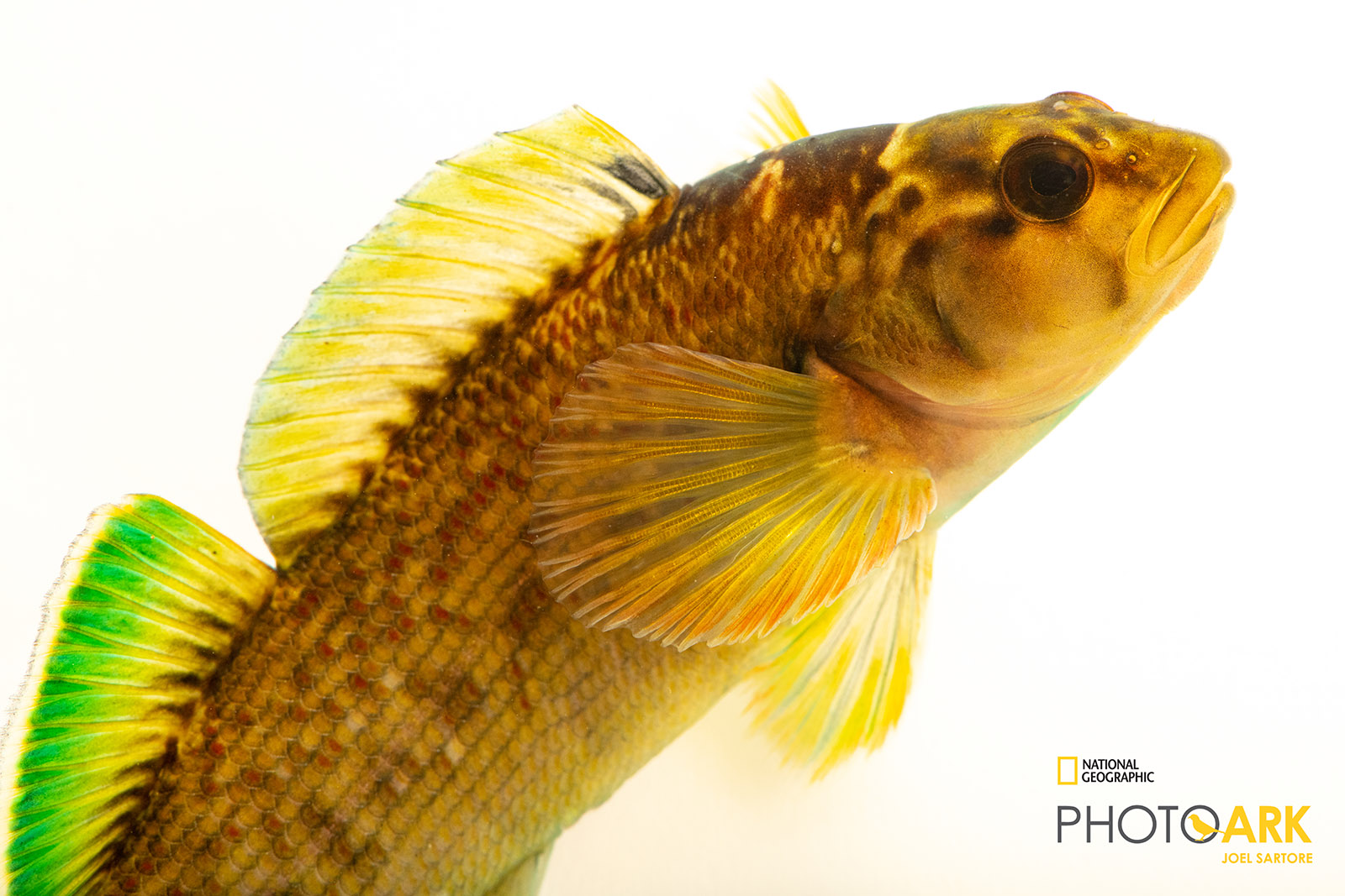 An image of a orange darter with a green fin on its back; one of our many native fish