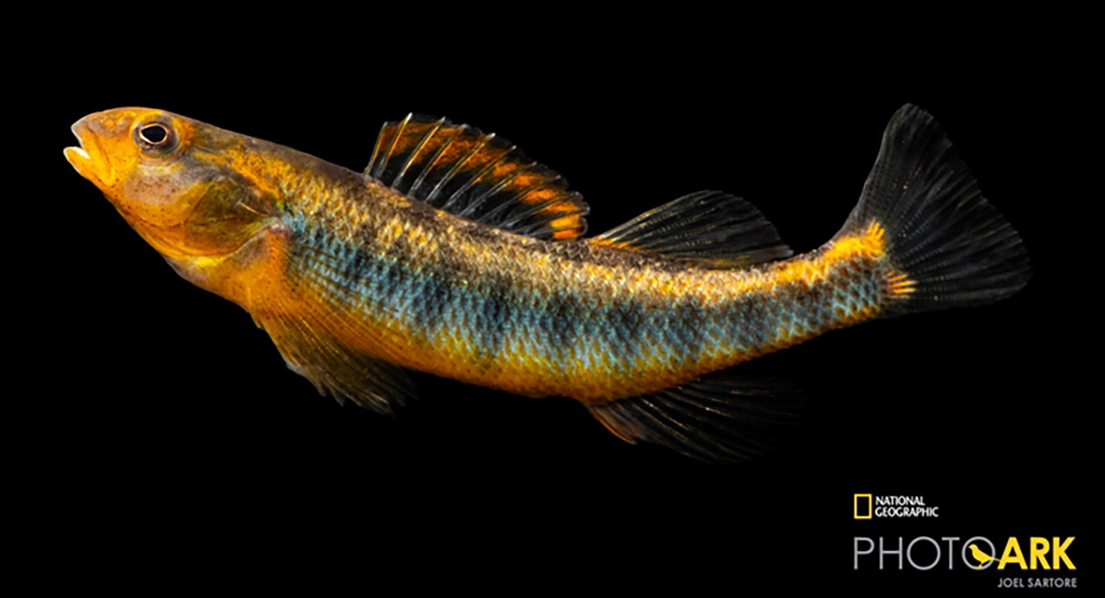 An image of a darter with a blue stripe on it's side and a red belly