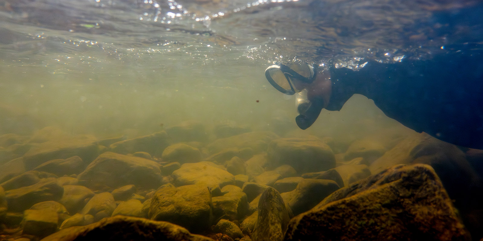 An image of a person snorkeling to search for darters in a murky river