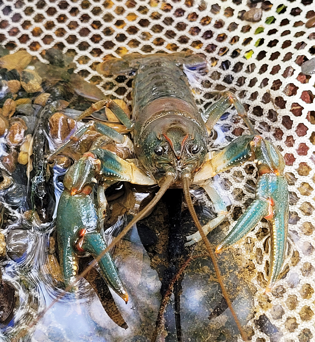 An image of a Big Sandy Crayfish removed from the water and in a net; these crayfish play a vital role in their ecosystem.