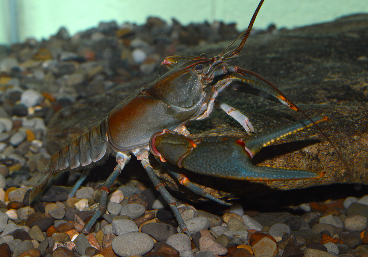 Image of a Big Sandy Crayfish standing on rocks