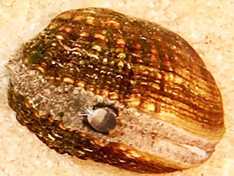 An image of a mussel with a snail lure underwater