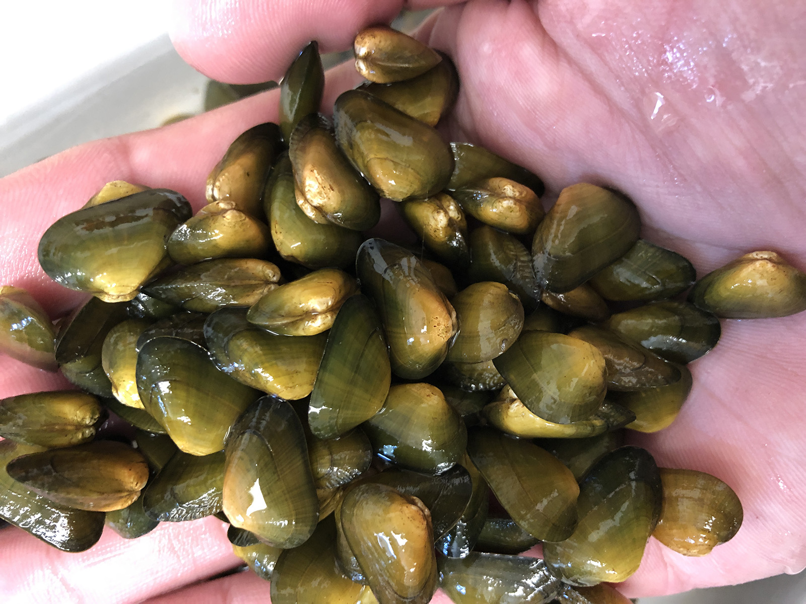 An image of a handful of mussels