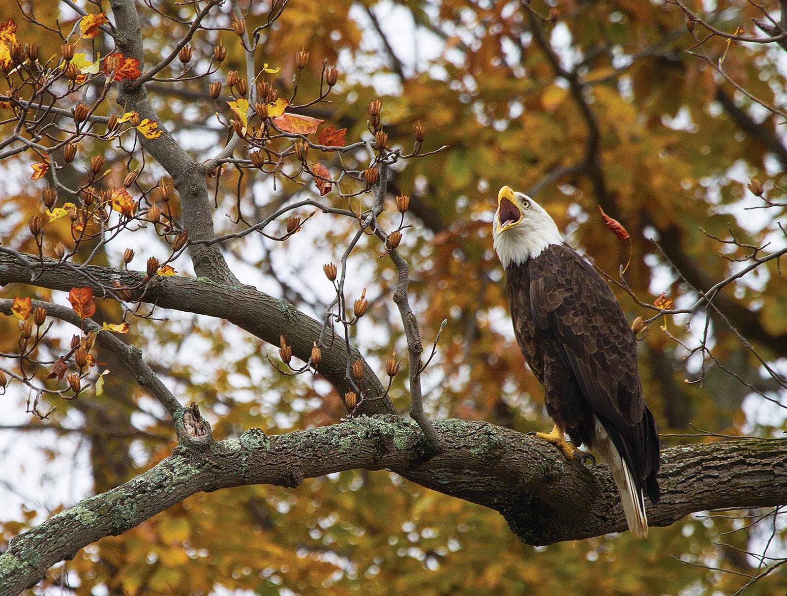 An image of a bald eagle in a tree