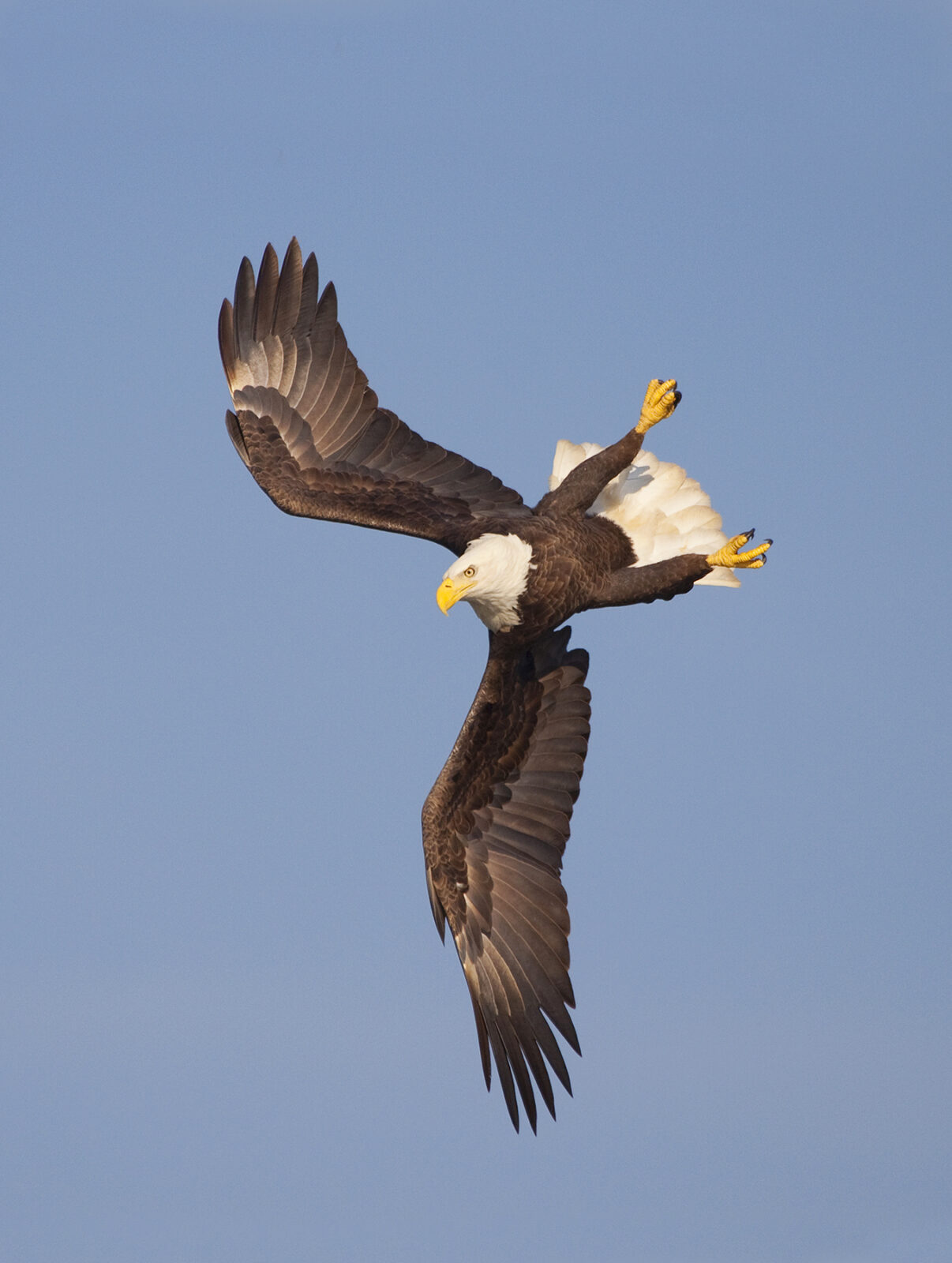 No Longer Endangered: The Bald Eagle is an Icon of the ESA | Virginia DWR