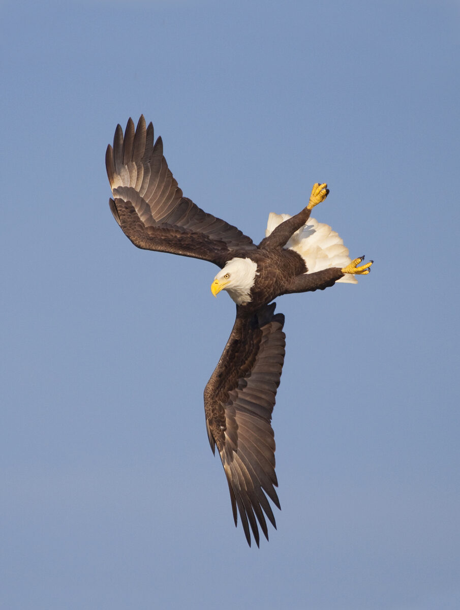 An image of a bald eagle in flight