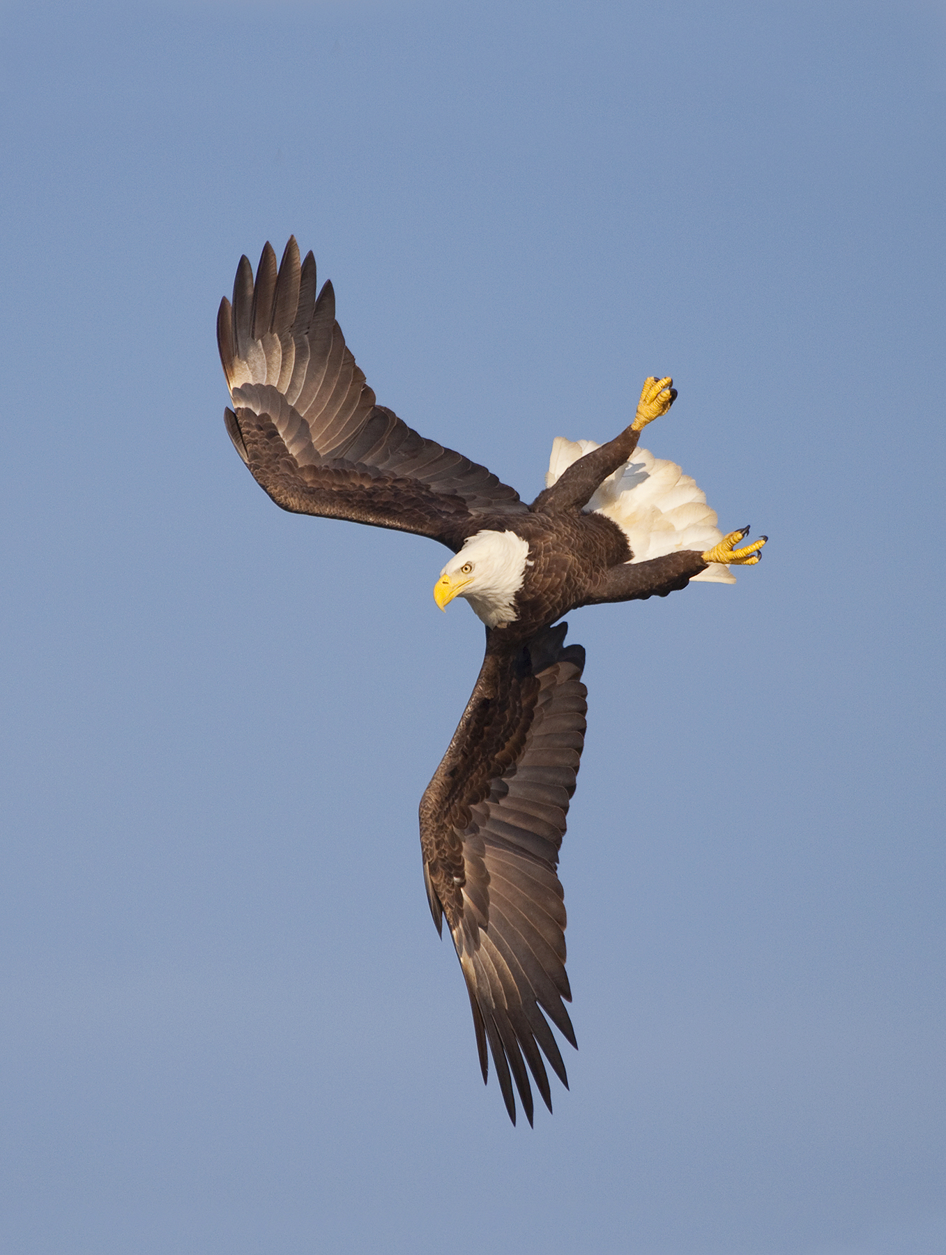 No Longer Endangered: The Bald Eagle Is An Icon Of The Esa 