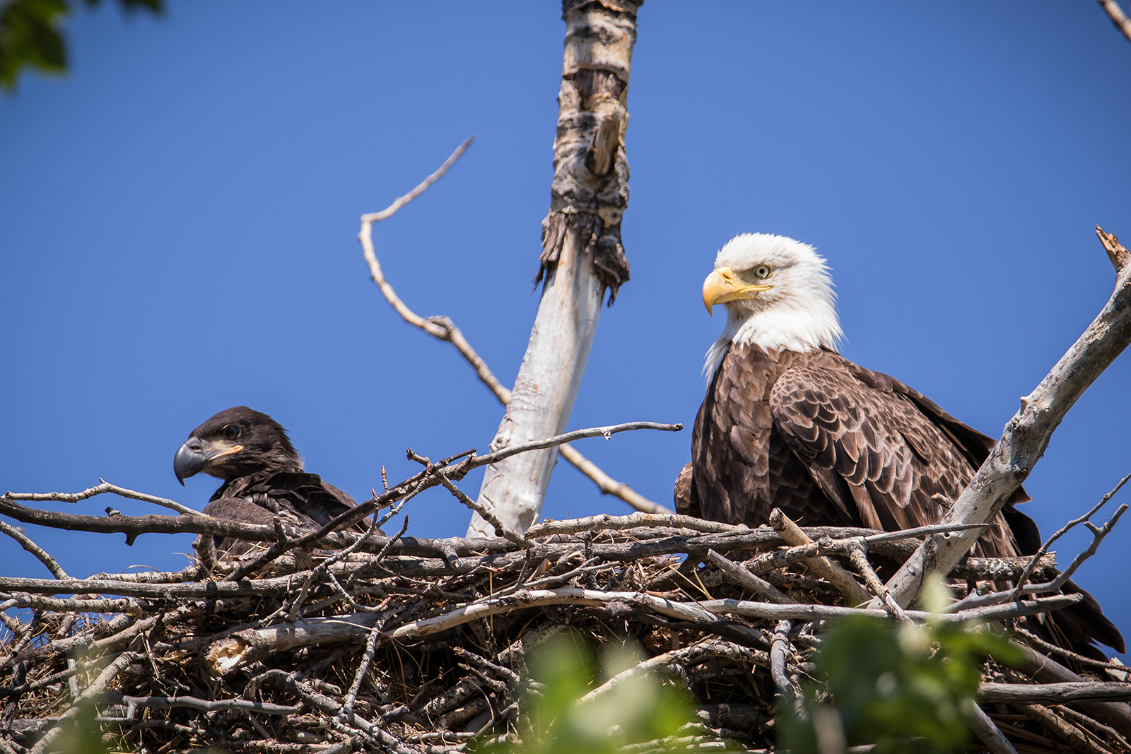 An image of two bald eagles, one young and one adult in a nest