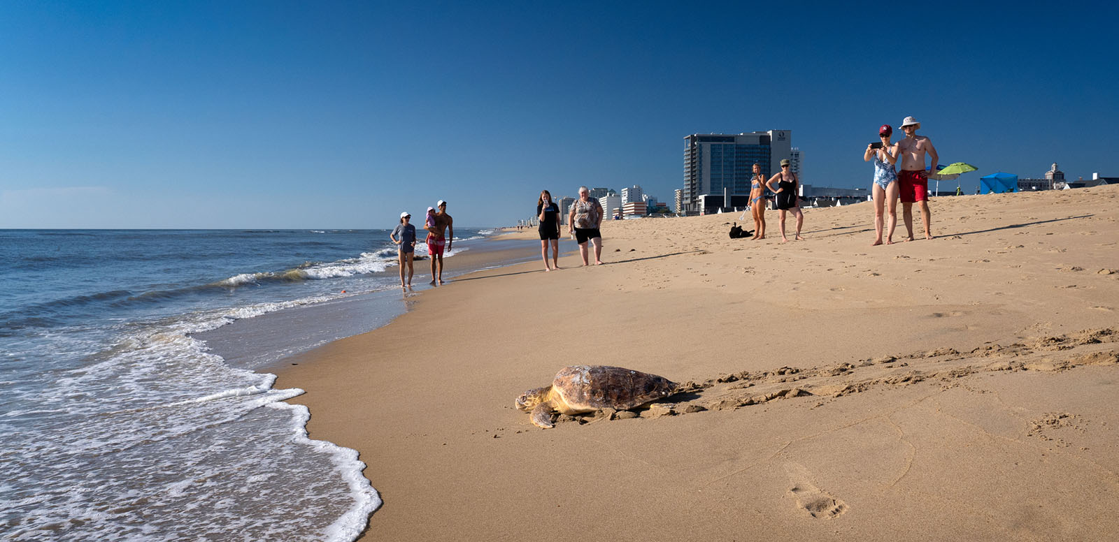 A loggerhead turtle navigates back to the ocean among beachgoers.