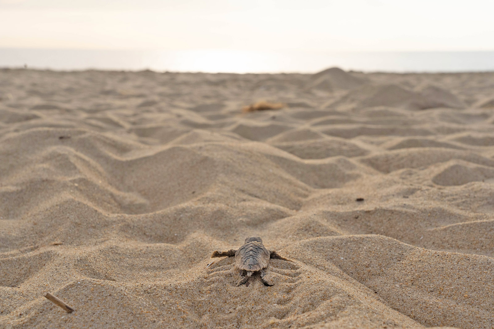 A loggerhead turtle hatchling on its way into the ocean.
