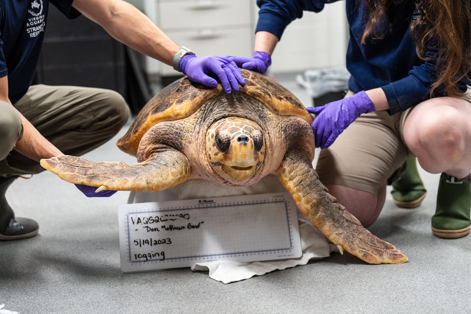A loggerhead turtle that was recovered by the Virginia Stranding Response Network at the Virginia Aquarium & Marine Science Center.