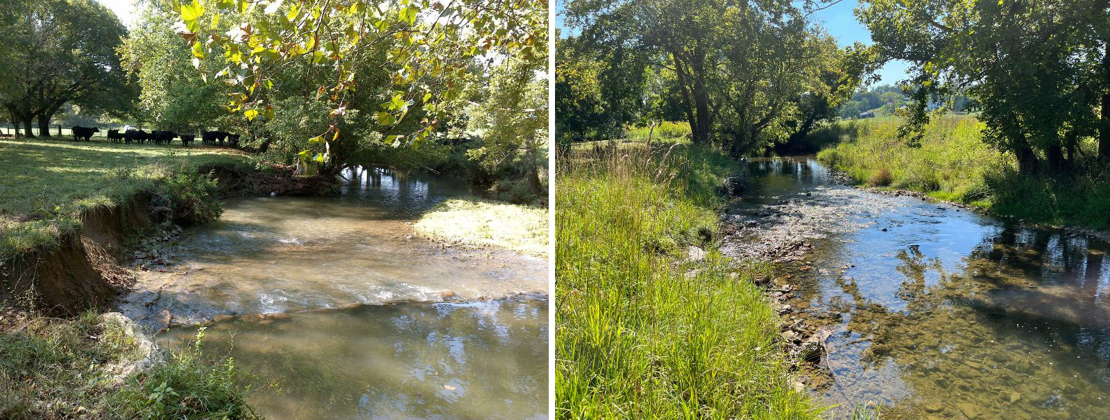 Two photos side by side, one of a stream with extremely eroded banks, cattle grazing on the banks, and muddy water. The photo on the right is of the same location but with vegetation growing on the banks of the stream and clear water.