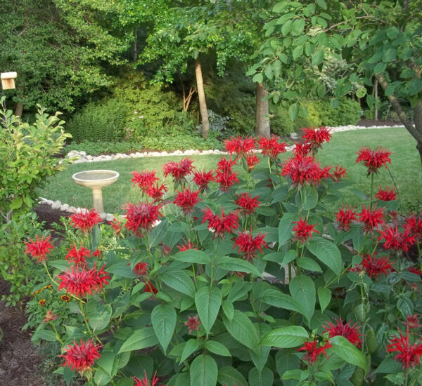 An image of scarlet bee balm in front of a landscaped pond with a bird house and bath visible in the background