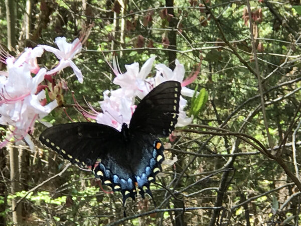 A black form of the eastern tiger swallowtail visits the tubular shaped flowers of pixterbloom azalea 