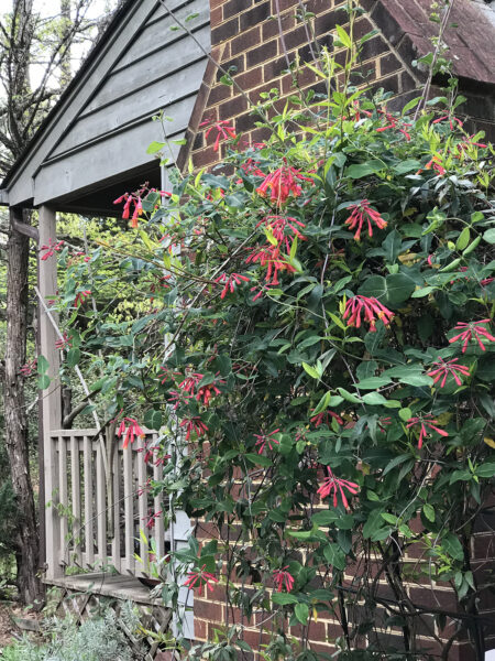 An image of trumpet honeysuckle growing near a house