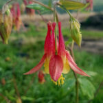 Red flowers