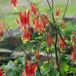 Red flowers