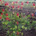 Red flowers