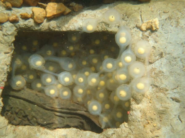 Eastern Hellbender eggs inside an artificial nest box. An adult can be seen in the bottom left corner.