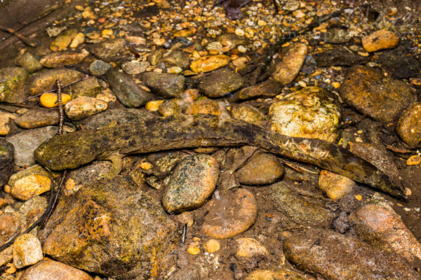 An Eastern Hellbender nearly camouflaged in surrounding rocks.