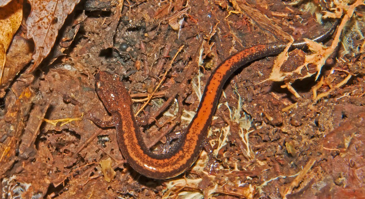 An eastern red backed salamander in the leaf litter