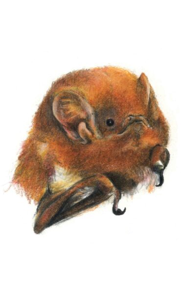 An image of Eastern Red Bat