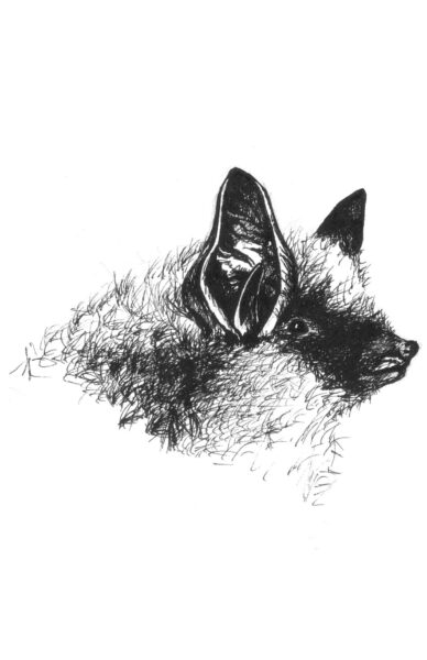 An image of Eastern Small-footed Bat