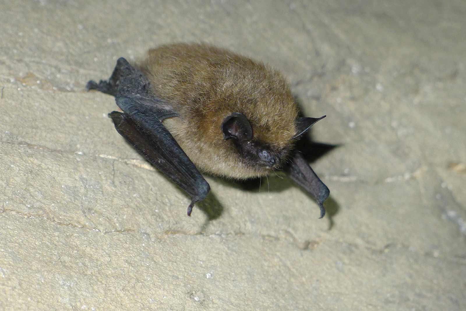 A photo of a small brown bat with black wings, ears, and eyes on a rock.