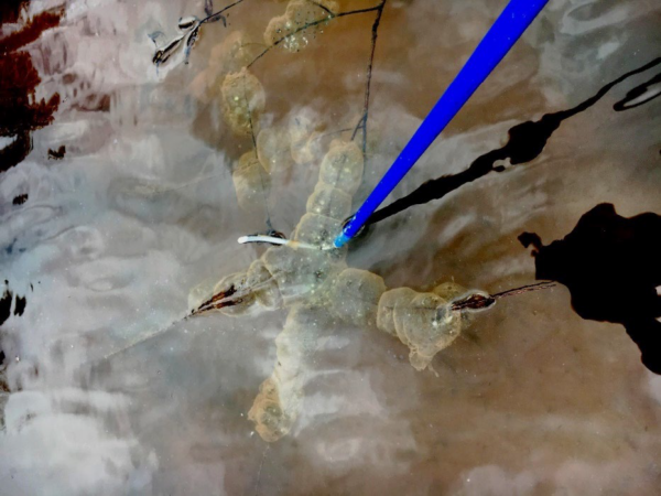 Eastern Tiger Salamander egg mass. Photo by ©J.D. Kleopfer - State Herpetologist - DWR