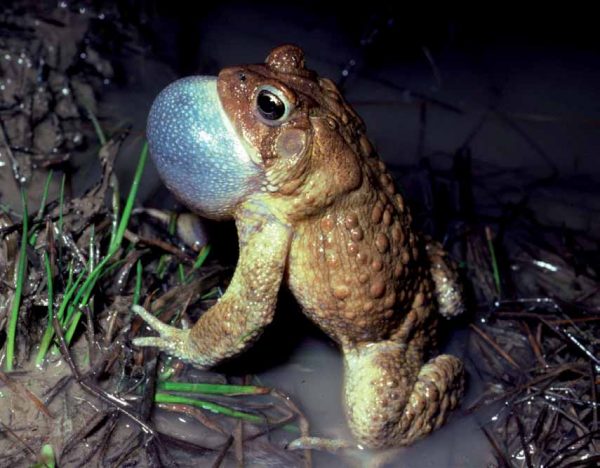 American Toad with inflated vocal sac.