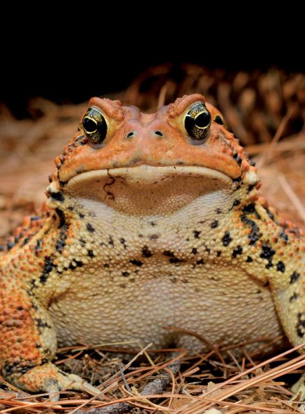 Facial view of an orange American toad