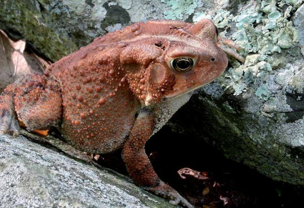 American Toad in the brick-red color phase with both parotoid glands visible.