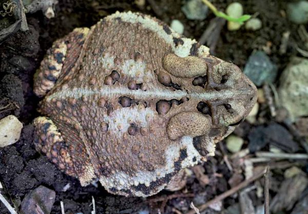 Image of an eastern American toad