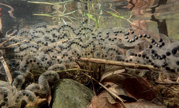 Image of eastern American toad eggs