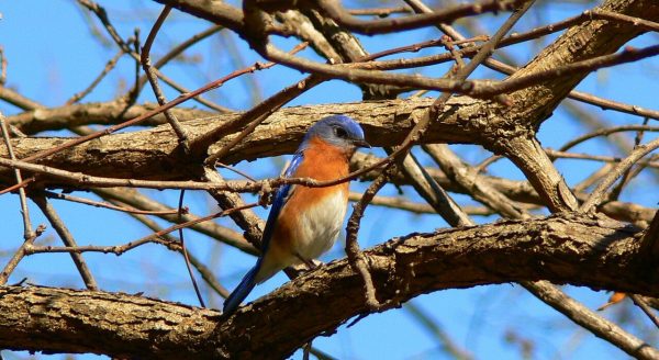 An image of a male eastern bluebird in the branches of a tree